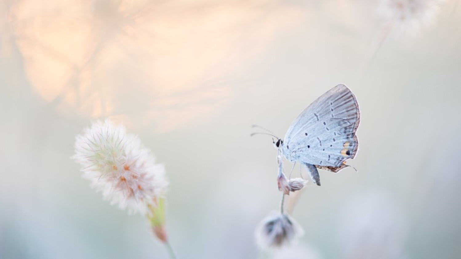 Soft blue butterfly and dandelion editorial artwork for Ericsson ghostwriting article